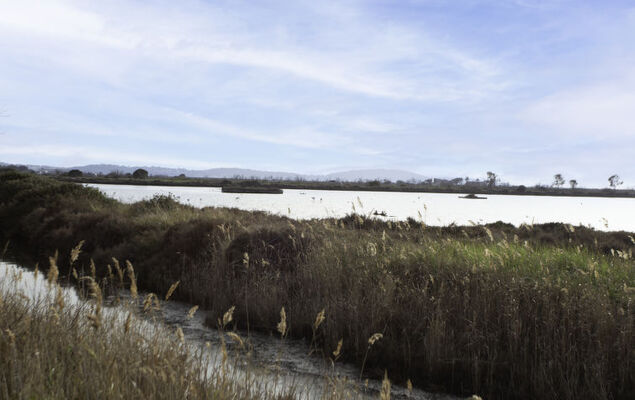 Palmeraie - Photo 30