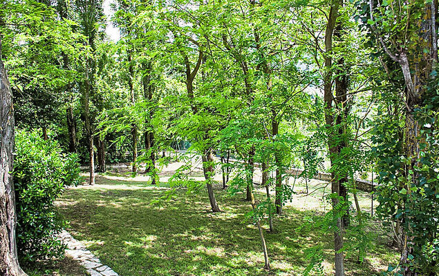 Olivo secolare - Photo 20